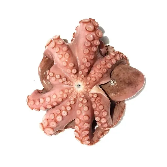 Octopus