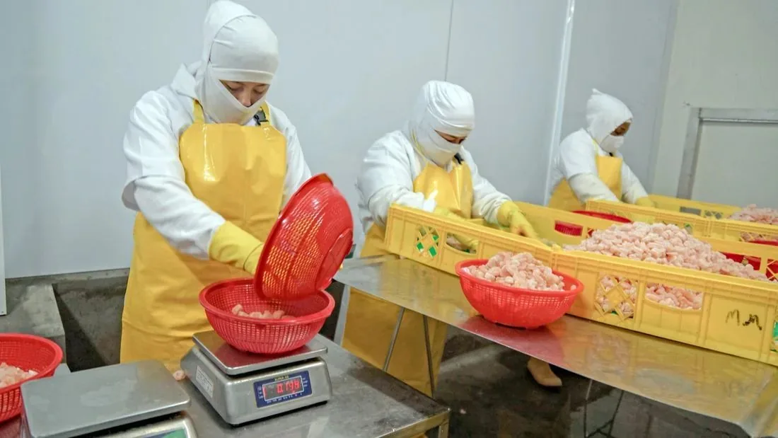 Parmon Products team hand-sorting fresh-peeled shrimp on a temperature-controlled processing line