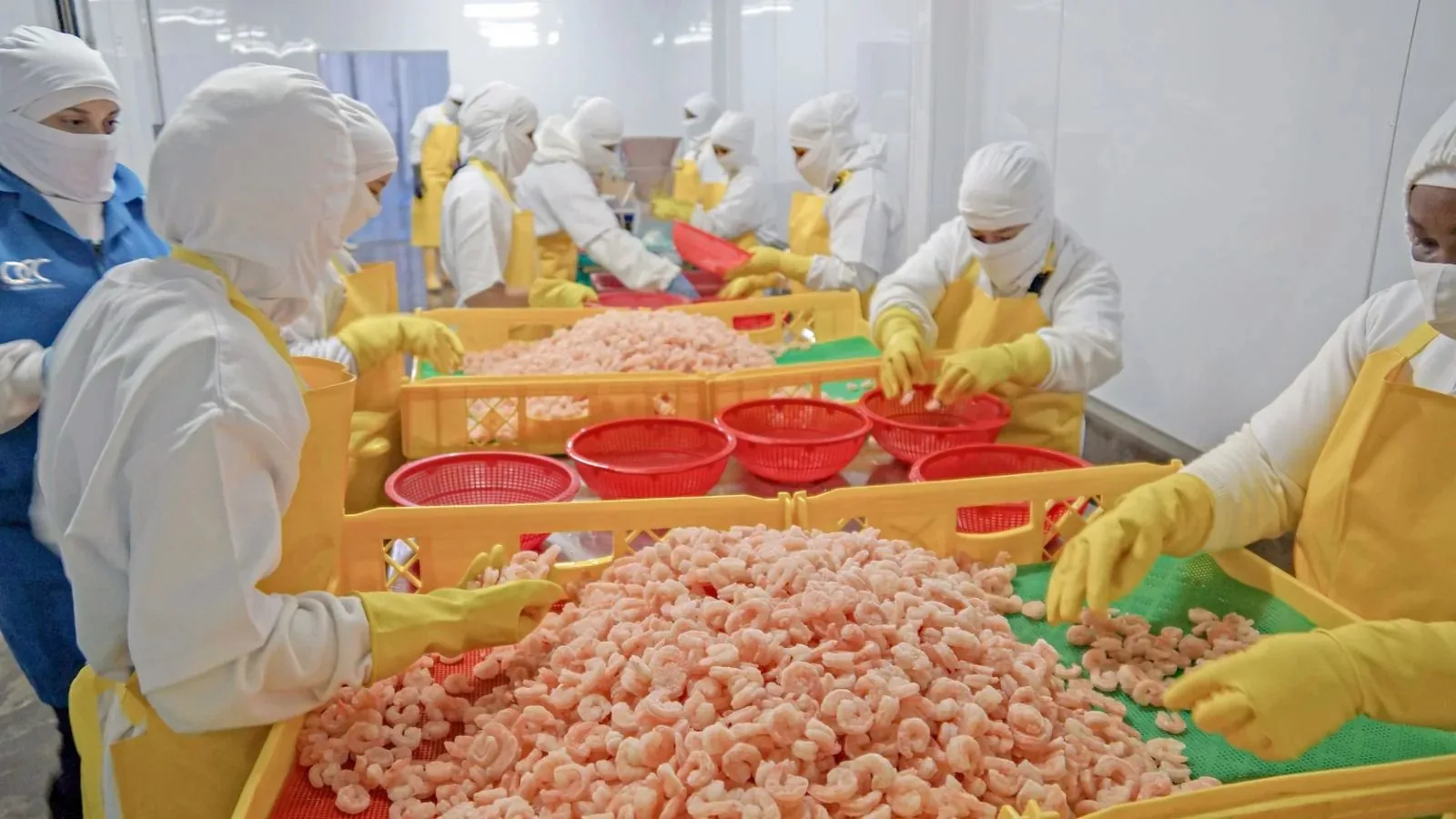 Parmon team hand-grading and sorting shrimp across the processing floor