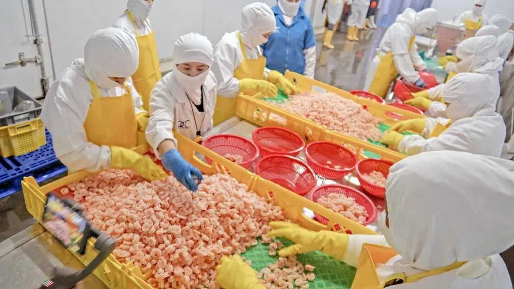 Sorting and grading shrimp by size