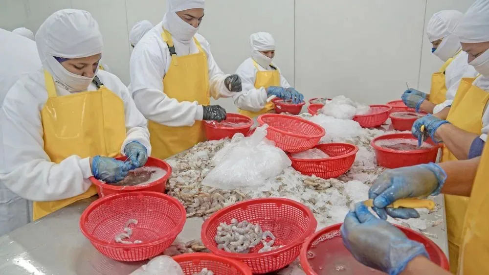 Workers hand-inspecting and de-veining shrimp